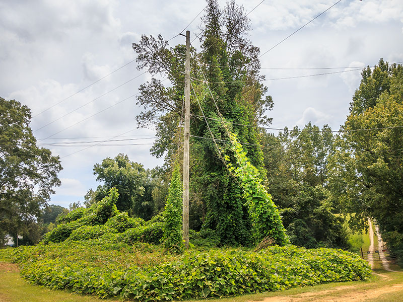 Kudzu Climbing Power Lines